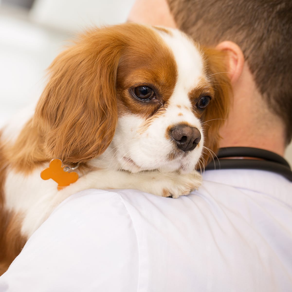 close up shot of an adorable fluffy spaniel puppy in the hands of a male veterinarian