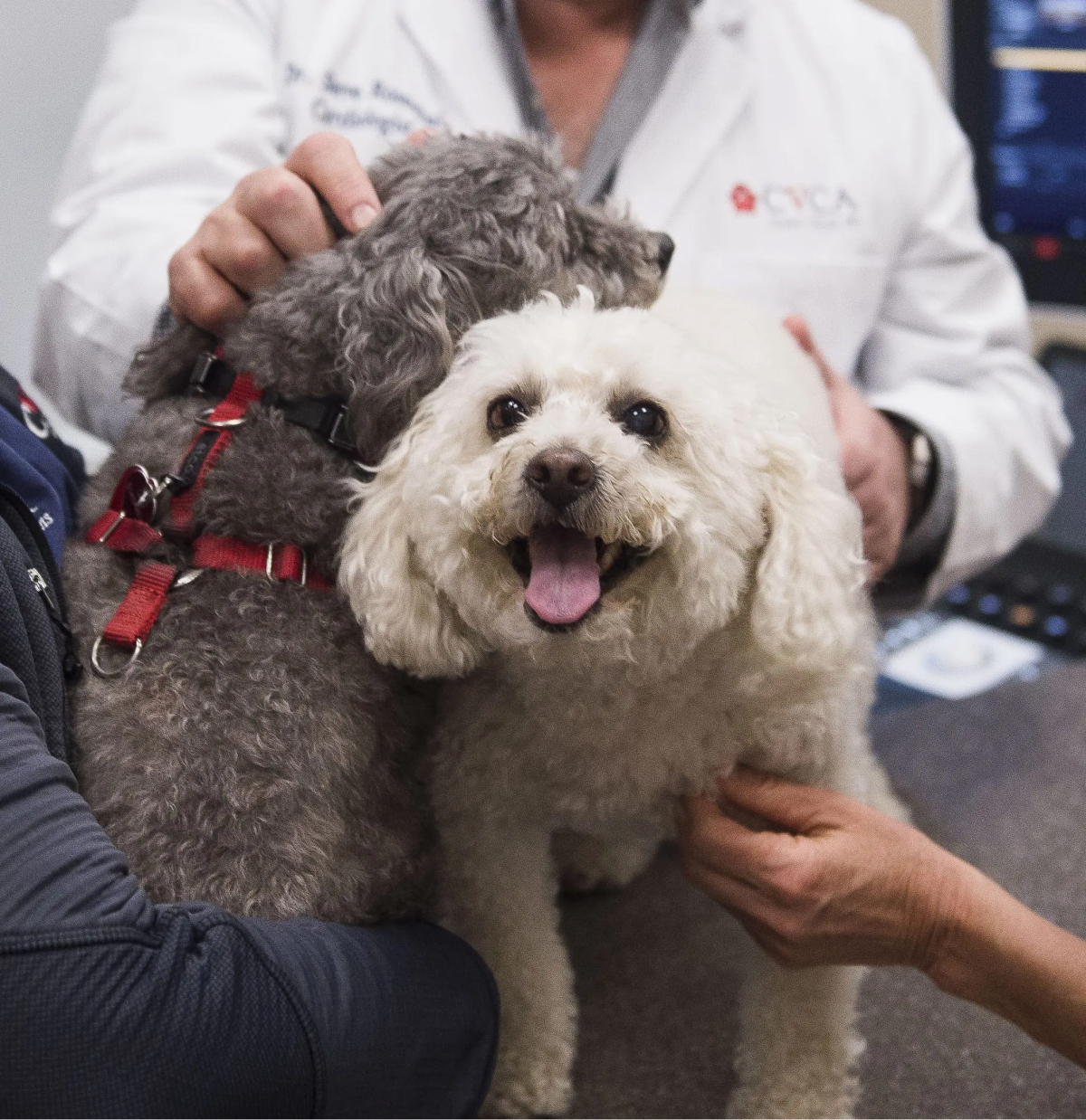 Veterinary Cardiologist | MD, VA, KY, TX, NC | Cardiac Care for Pets